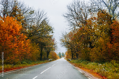Road among the autumn forest and yellow trees