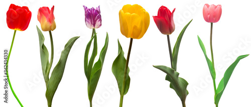 Collection colorful different flowers tulips isolated on a white background. Spring time  beautiful floral delicate composition. Creative concept. Flat lay  top view