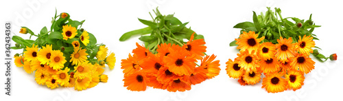 Collection flower of calendula officinalis bouquet with leaves isolated on white background. Marigolds, medicinal plants. Golden petals. Flat lay, top view. Floral pattern, object
