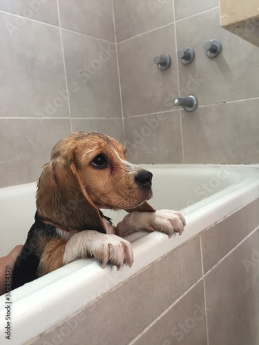 Puppy's first bath © Leonel