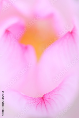 Wallpaper Mural 蓮の神秘的な花弁 Torontodigital.ca