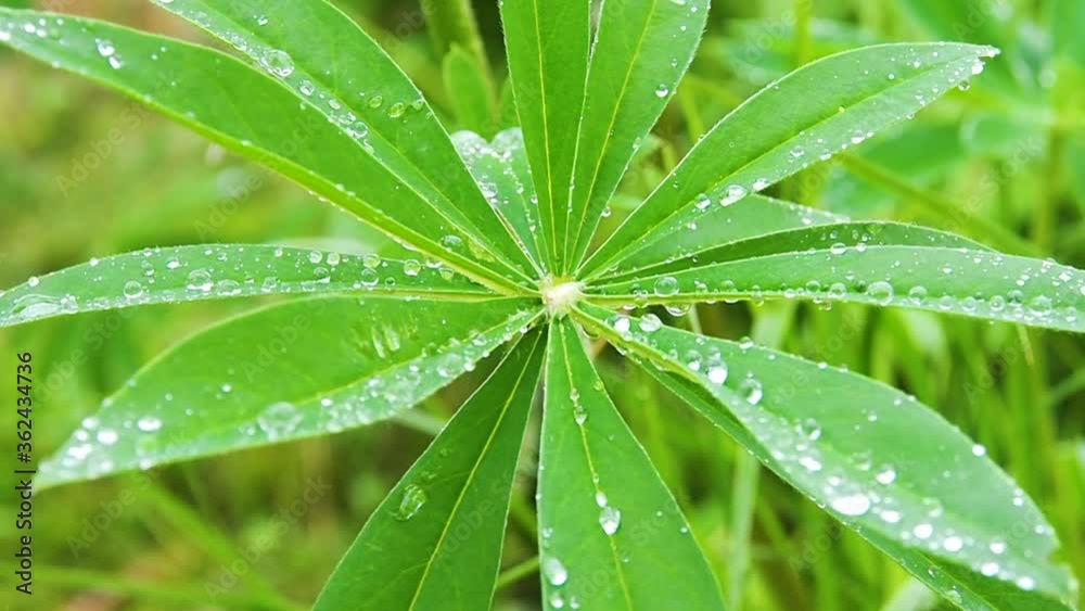 Rain drops on the leaves. The dew on the foliage. Rain drops on the leaves. The dew on the foliage.