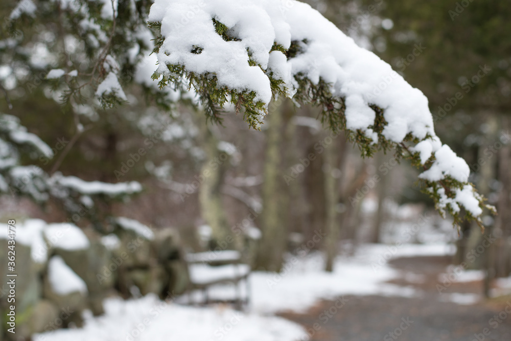 An evergreen branch covered in snow frames a nature pathway with a bench on park conversation land in  Massachusetts.