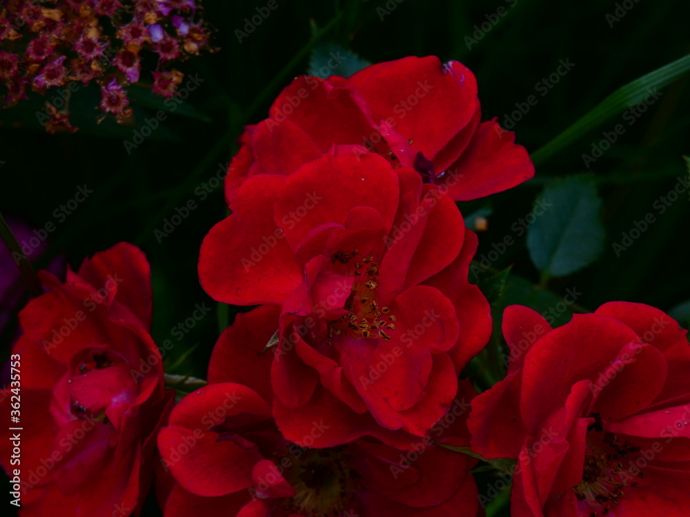 Fototapeta premium red and white flowers