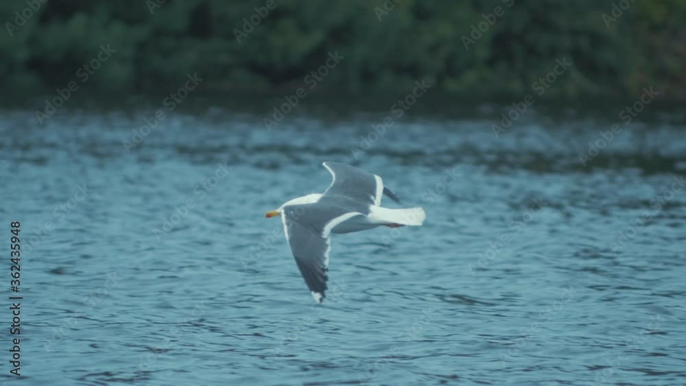 Common gull shakes itself while flying above water Common gull shakes itself while flying above water