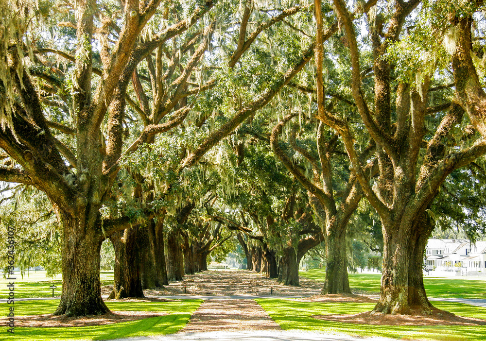 Oak trees with spanish moss at Wormsloe, Georgia Oak trees with spanish moss at Wormsloe, Georgia