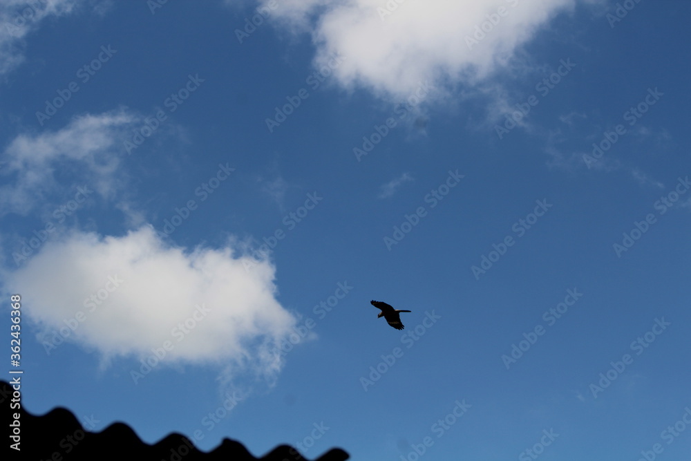 Fototapeta premium AVES