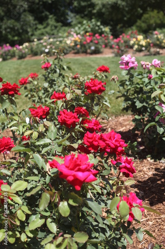 red roses in garden