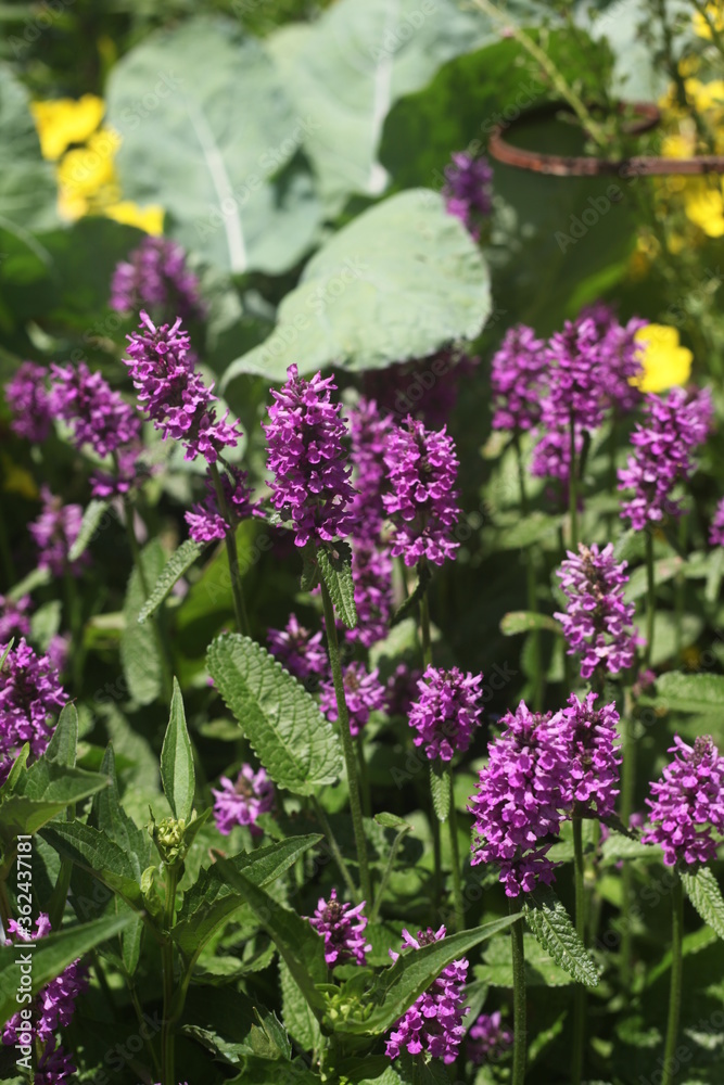 Fototapeta premium purple flowers in the garden