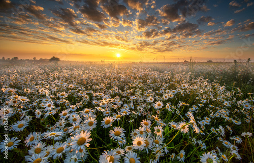 Beautiful summer sunrise over daisy field