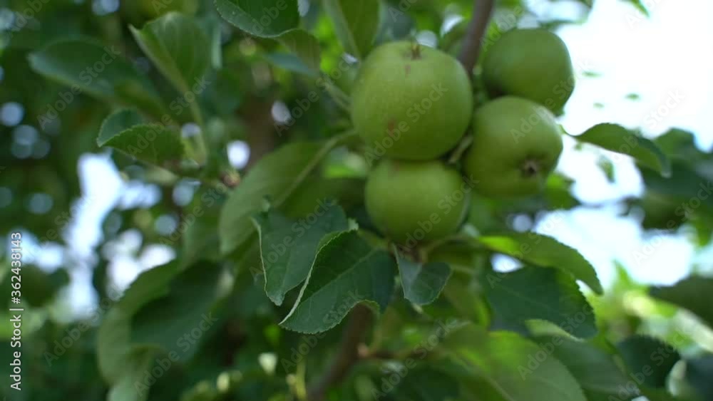 Apple orchard with green fruits in summer Apple orchard with green fruits in summer
