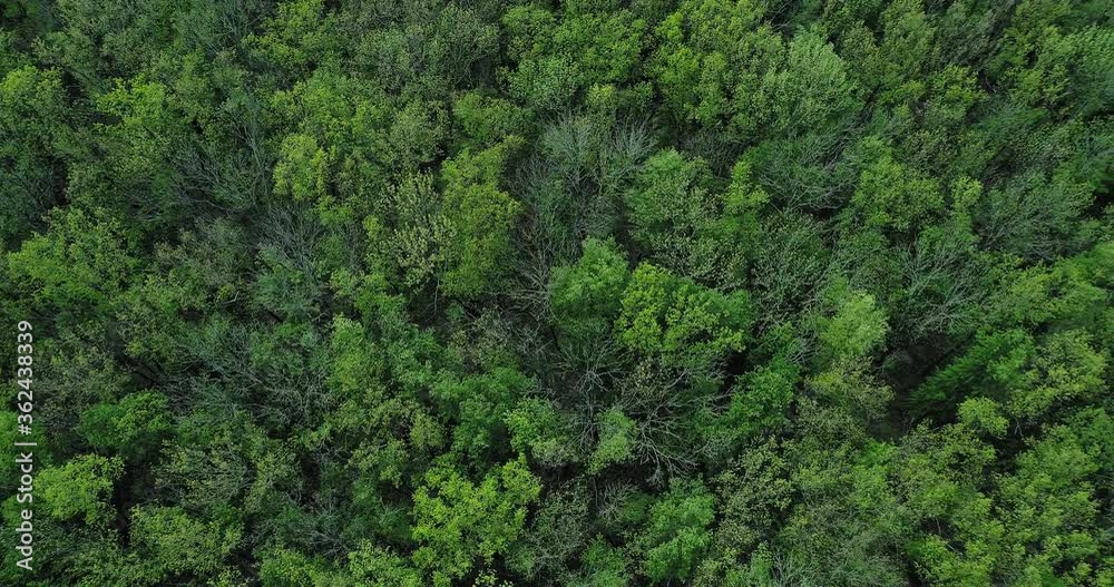 Woodland scenery flyover. Nature reserve. Green lush forest trees foliage texture. Woodland scenery flyover. Nature reserve. Green lush forest trees foliage texture.
