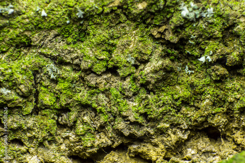 old tree bark texture covered with moss, closeup