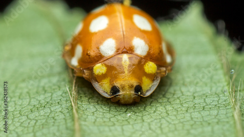 orange or yellow ladybug, Halyzia sedecimguttata, or orange ladybird, is a species of Coccinellidae (ladybirds) family, hiding or sleeping on a green leaf, in a natural habitat, Kiev, Ukraine photo