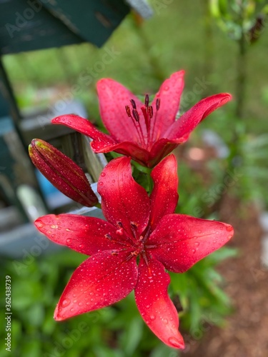 Closeup of red Asiatic lilies growing in a garden after a rain storm