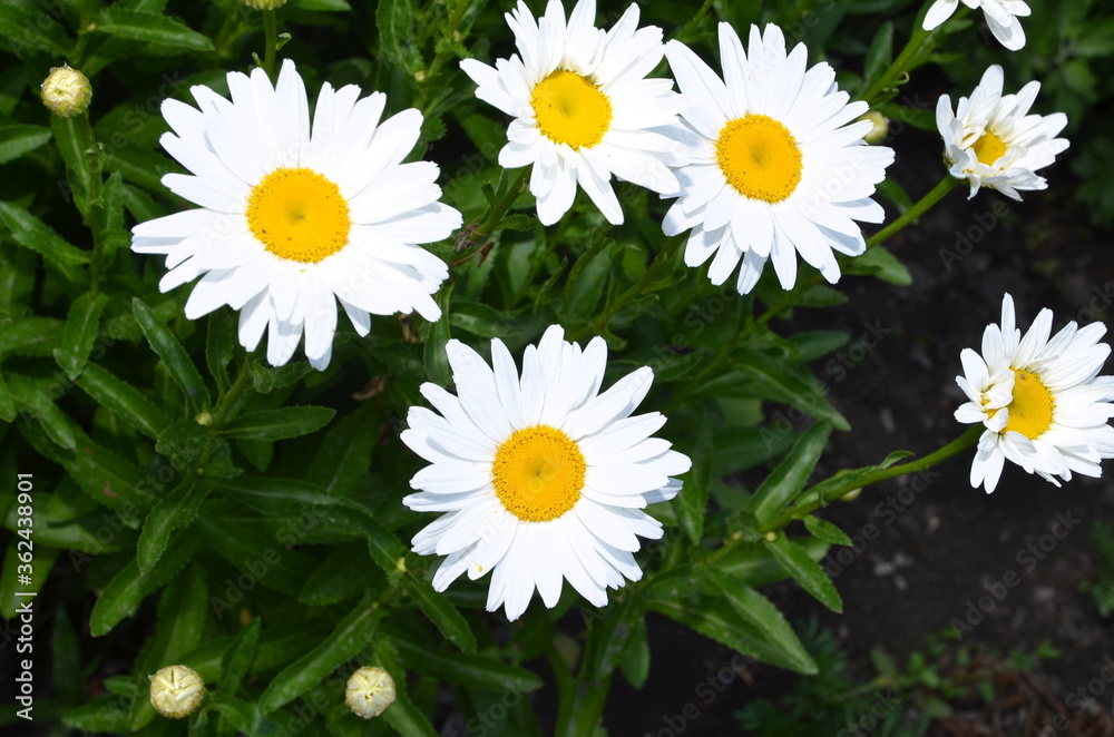 Fototapeta premium Several camomile flowers on a background of greenery.