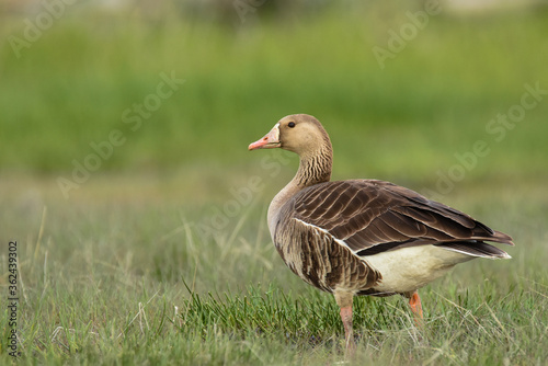 A Greater White-fronted Goose walks through a marsh on the Alaskan coastline