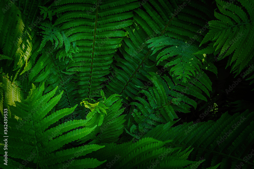 Full frame Tropical Matteuccia struthiopteris toned dark