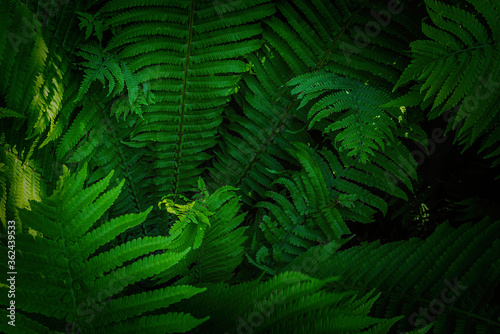 Full frame Tropical Matteuccia struthiopteris toned dark