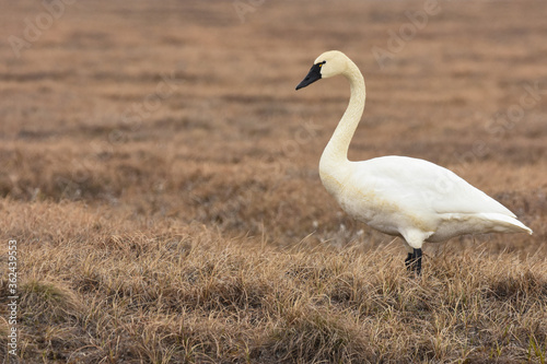 Fototapeta Naklejka Na Ścianę i Meble -  A Tundra Swan walks across the tundra of Alaska's North Slope.