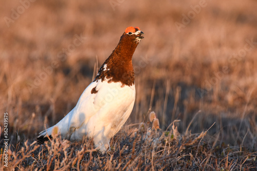 A Willow Ptarmigan on the Alaskan Tundra.