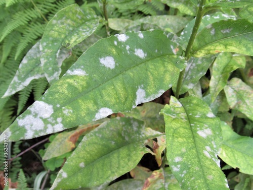 Closeup of powdery mildew fungal disease on the leaves of a peony plant 