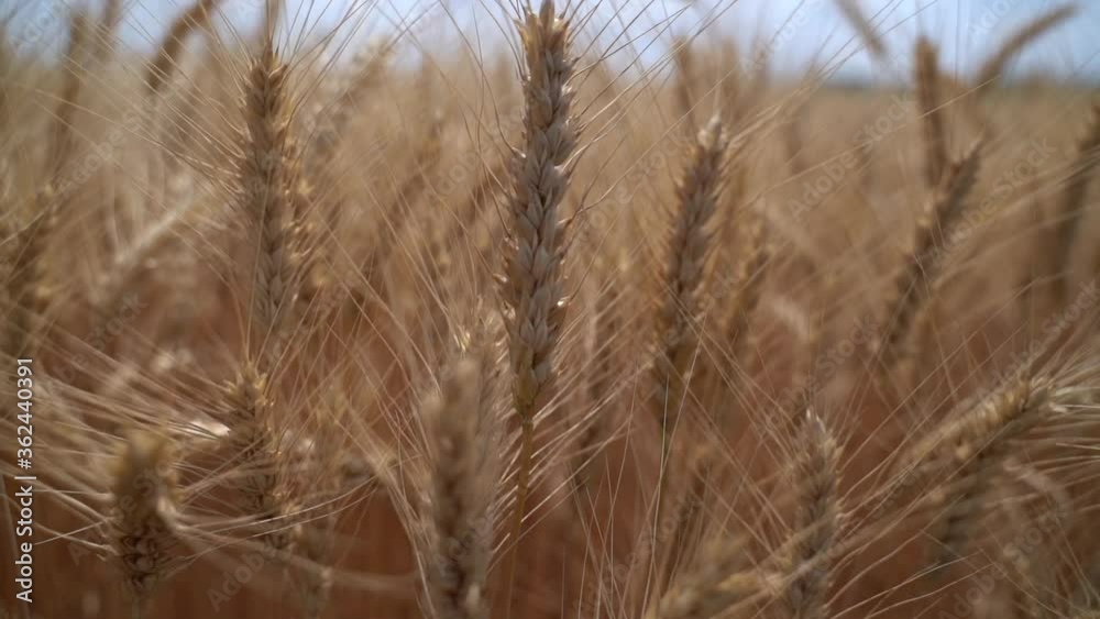 Ears of ripe wheat in the summer field. Camera span Ears of ripe wheat in the summer field. Camera span