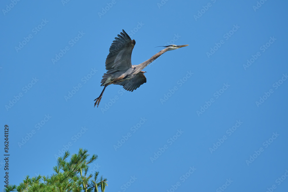 Obraz premium Heron Lifting Off