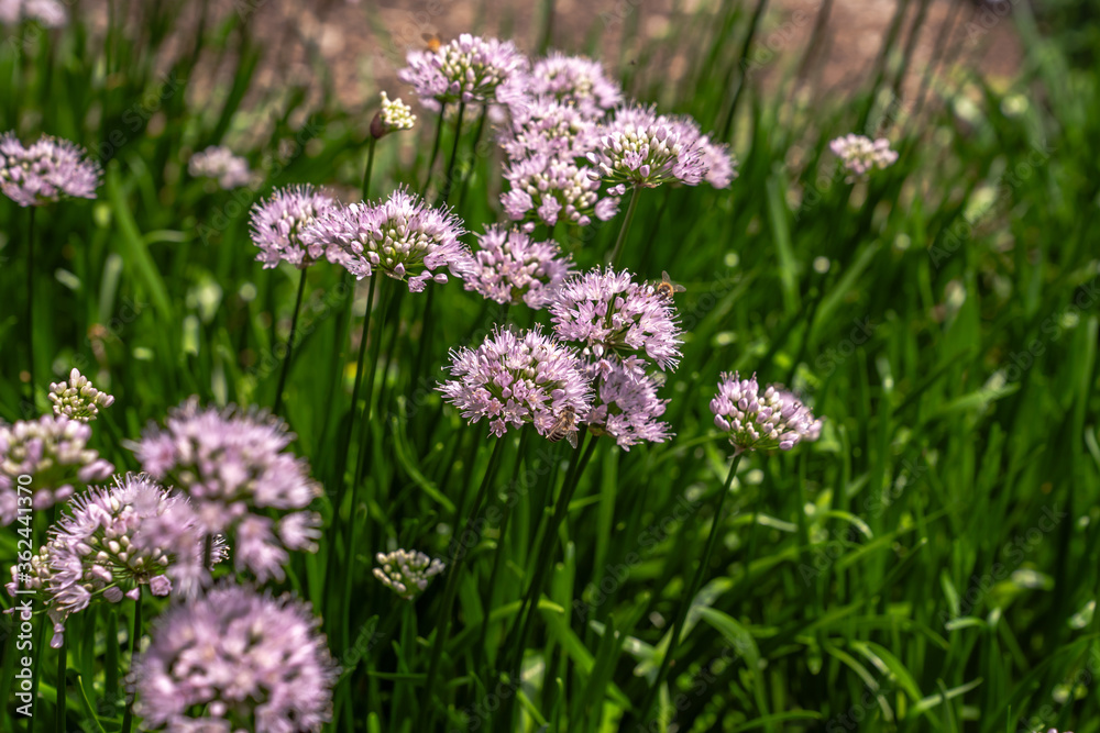 Beautiful background image of tiny pink allium flower clusters on green stems with bokeh blurred background as bees pollinate the flowers. Beautiful background image of tiny pink allium flower clusters on green stems with bokeh blurred background as bees pollinate the flowers.