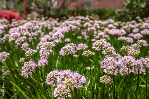 Beautiful background image of tiny pink allium flower clusters on green stems with bokeh blurred background.