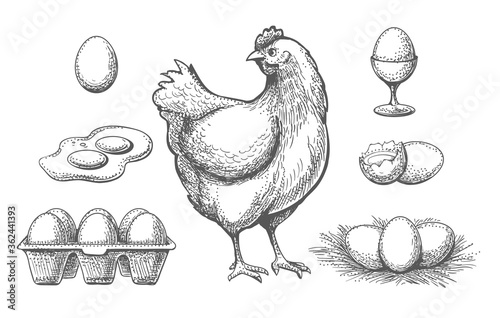 Hen and eggs sketch photo