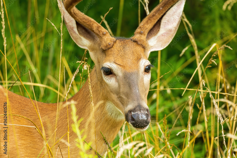 White-Tailed Deer Buck Closeup Head Shot. White-Tailed Deer Buck Closeup Head Shot.