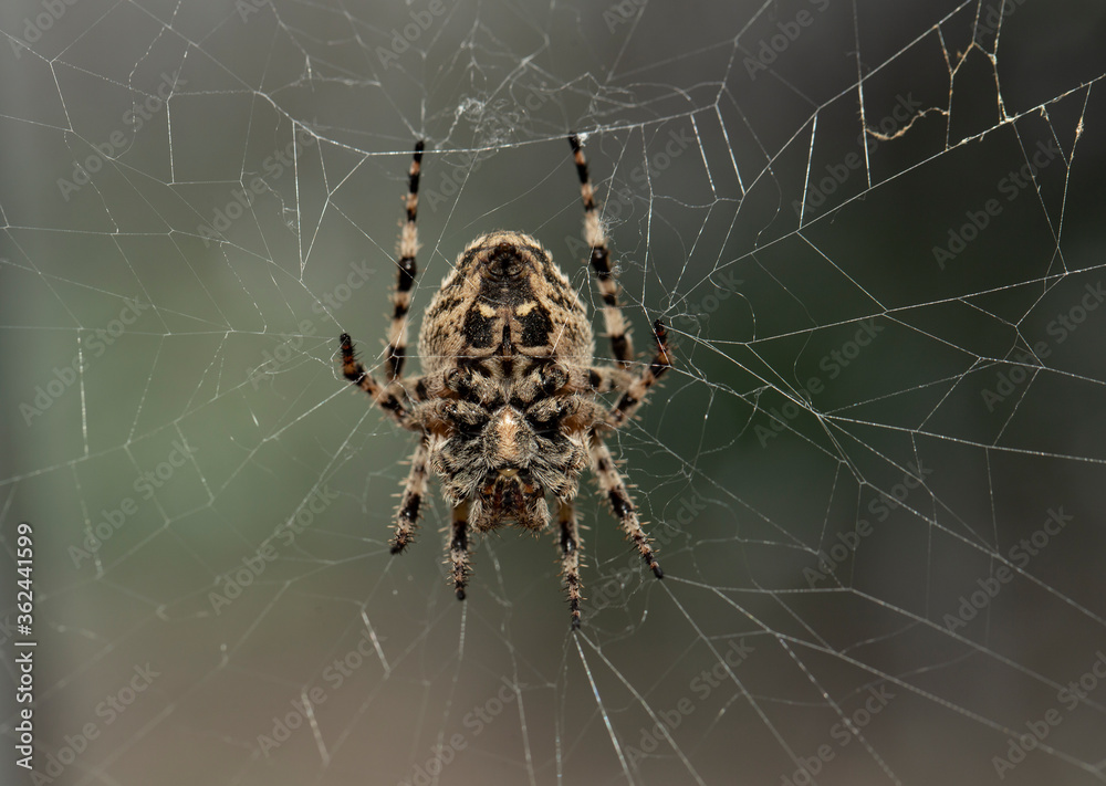 Araneus circe is a genus of common orb-weaving spiders.