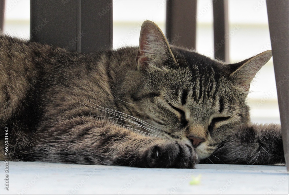 Closeup of a sleeping female tabby cat in the shade under porch furniture on a summer day Closeup of a sleeping female tabby cat in the shade under porch furniture on a summer day