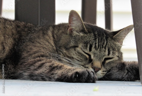 Closeup of a sleeping female tabby cat in the shade under porch furniture on a summer day