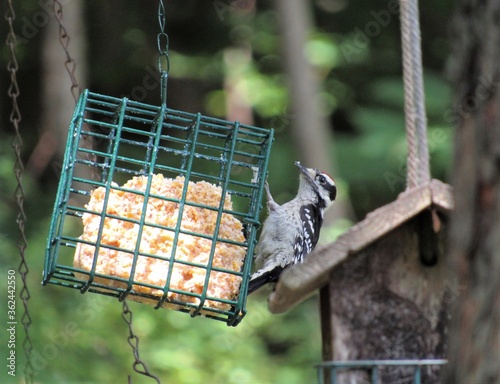 Closeup of a male downy woodpecker eating from a suet feeder 