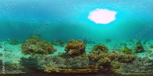 Tropical coral reef 360VR. Underwater fishes and corals. Panglao  Philippines.