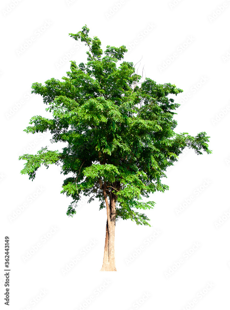 Fototapeta premium isolated tree green is located on a white background. Collection of isolated tree on white background Tropical tree