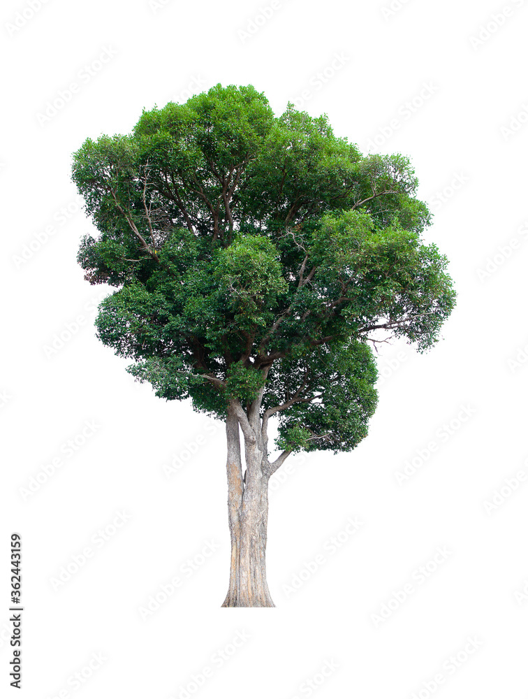 isolated tree green is located on a white background. Collection of isolated tree on white background Tropical tree isolated tree green is located on a white background. Collection of isolated tree on white background Tropical tree