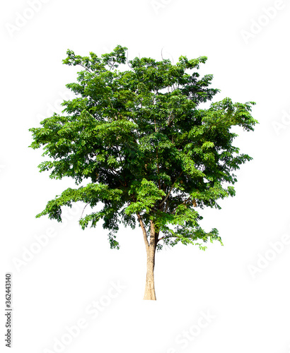 isolated tree green is located on a white background. Collection of isolated tree on white background Tropical tree