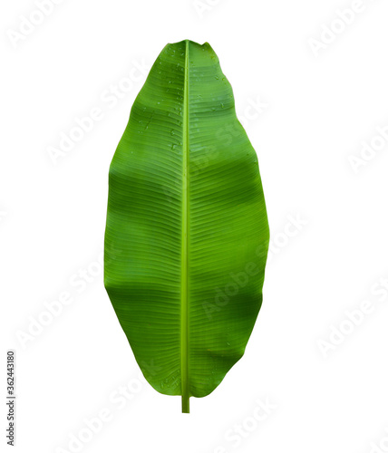 isolated banana leaf green set is located on a white background.Collection of isolated banana leaf green on white background Tropical banana leaf