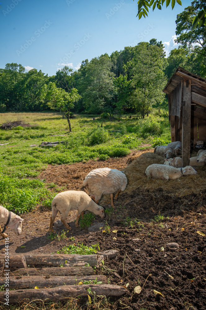 borregos comiendo y descansando en granja Stock Photo | Adobe Stock