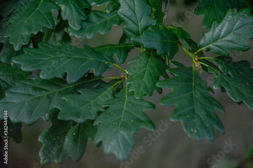 dark green oak leaves