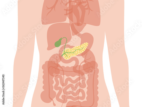 Pancreas an human body