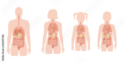 Pancreas an human body