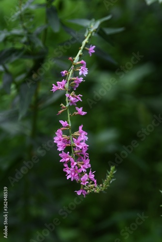 Loosestrife  Lythrum anceps  is a Lythraceae perennial plant with small red-purple 6-petal flowers from July to September.