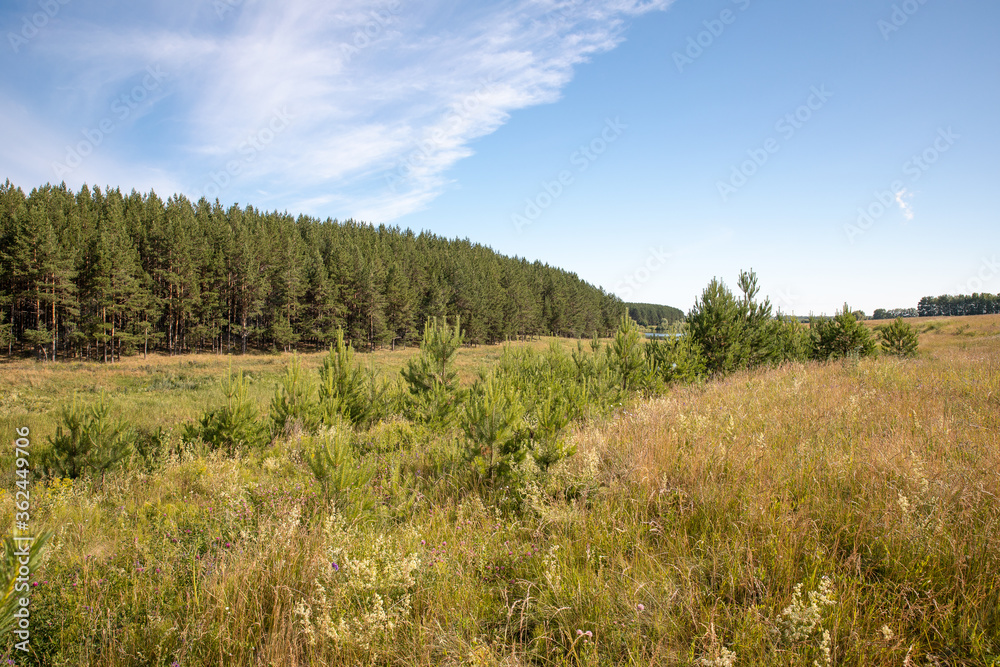 Meadow and coniferous forest on the Bank of a small river on a clear summer morning.