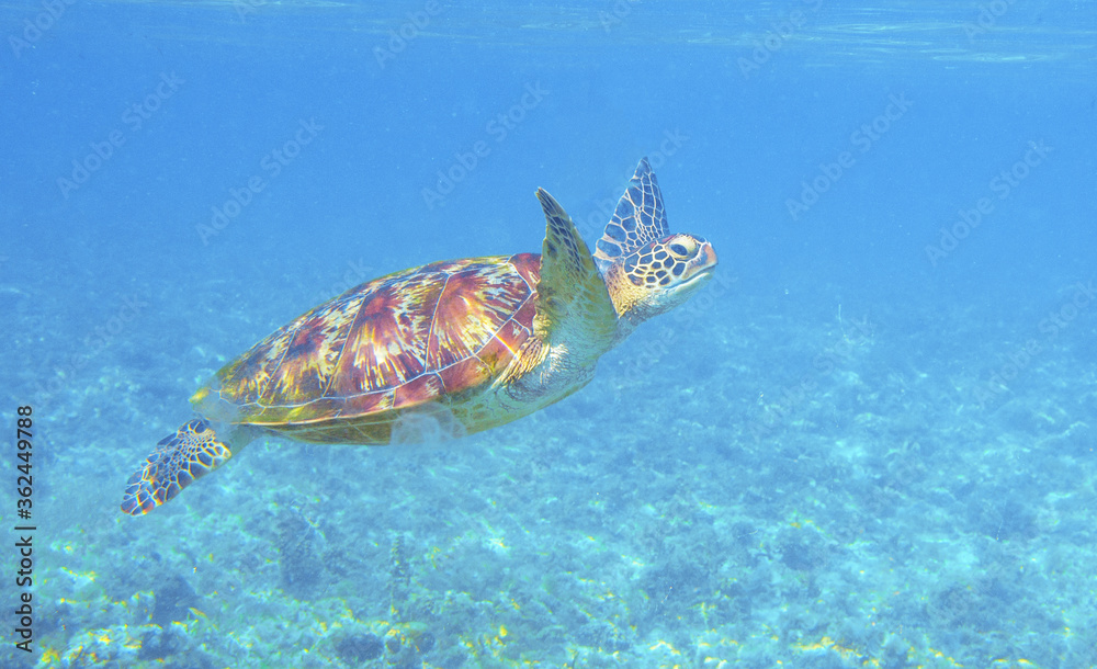 Obraz premium Sea turtle in sea water. Endangered sea animal underwater photo. Tropical island snorkeling and diving banner template