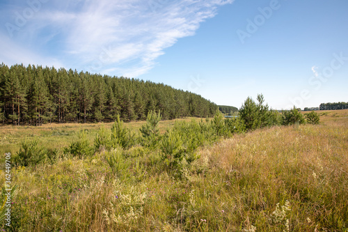 Meadow and coniferous forest on the Bank of a small river on a clear summer morning.