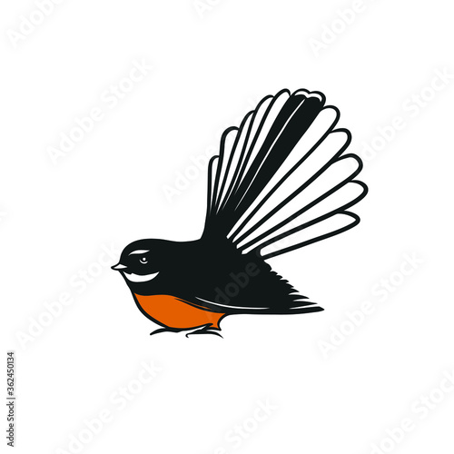 fantail bird, new zealand bird, fantail vector illustration